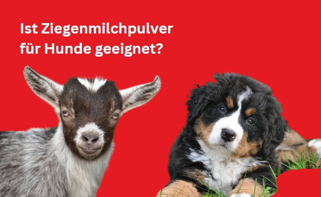 Ist Ziegenmilchpulver für Hunde geeignet?